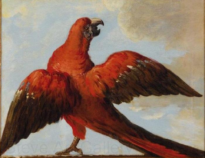 Jean Baptiste Oudry Parrot with Open Wings Norge oil painting art